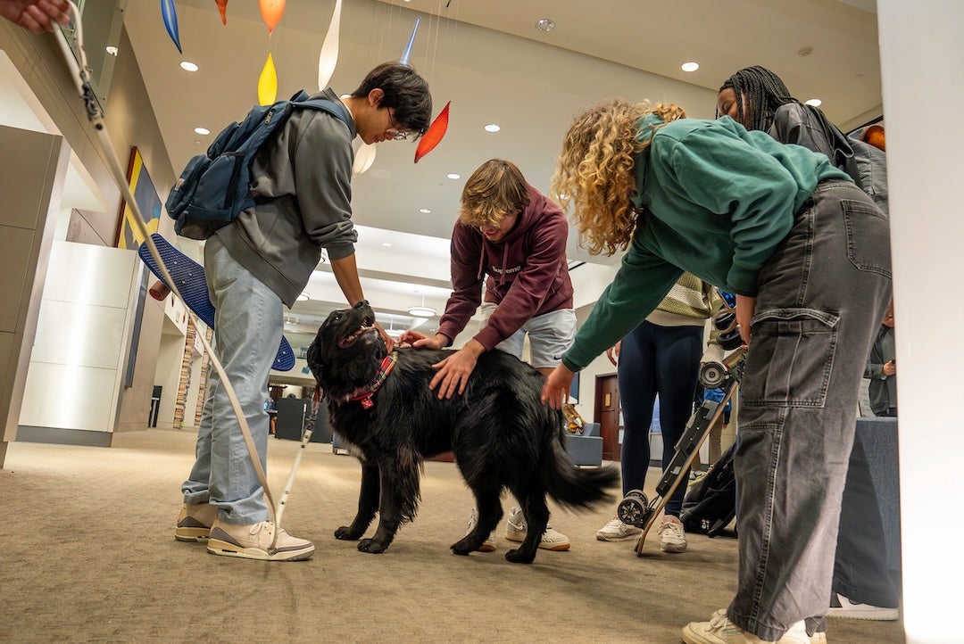 As per annual tradition, the Rice Student Association and Fondren Library sponsored three sessions with therapy dogs the week of  Dec. 4.