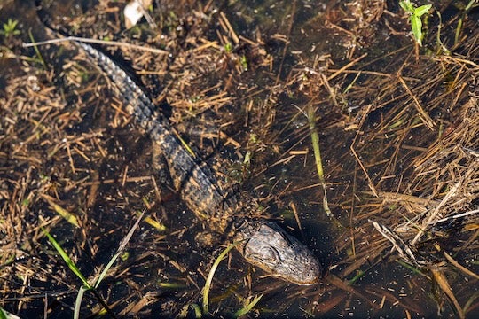 Alligator at Brazos Bend