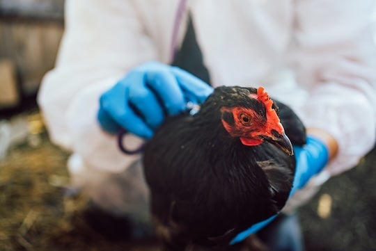bird flu
