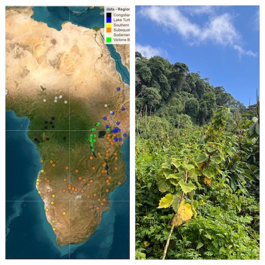 a map of African with dots across the bottom two thirds indicating research sites. Next to it, a photo of a lush green mountainside full of vegetation