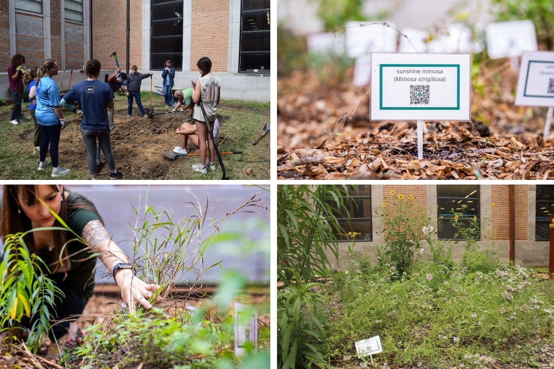 Rice rain garden
