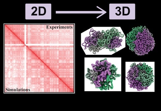 A grid of red and white squares represents a Hi-C map. Next to it are four green and purple ribbon protein models.