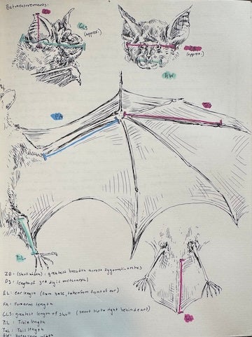 illustrations of bats