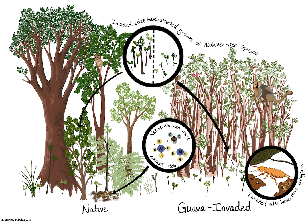 Handdrawn cartoon showing effects of guava invasion compared to native rainforest. See text for more details.
