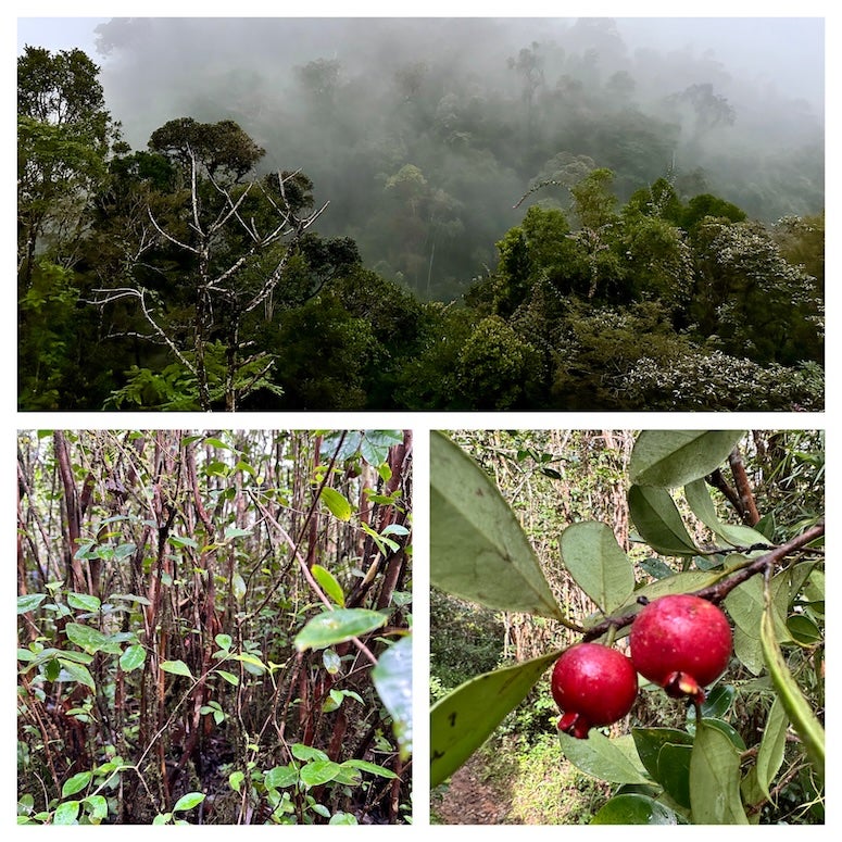A collage with a landscape of a foggy rainforest on a mountain, a stand of strawberry guava woody stems, and a red strawberry guava fruit