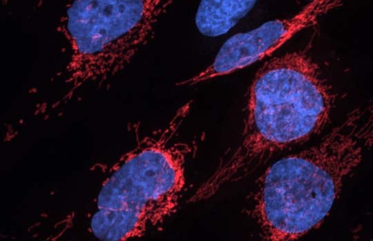 Microscopic view of human heart muscle cells against a dark background, showing cell nuclei stained bright blue surrounded by intricate networks of mitochondria highlighted in vivid red.
