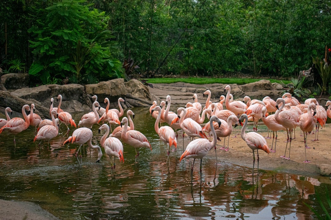 A flock of flamingos in their habitat at the Houston Zoo