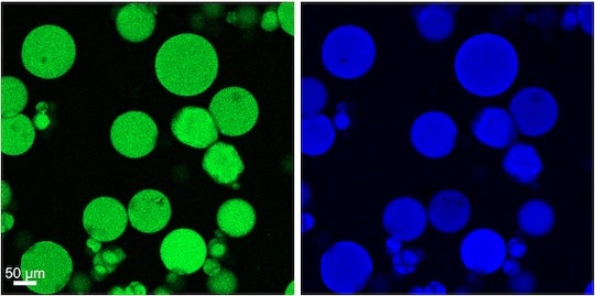 Confocal microscopy images of peptide-loaded gelatin microparticles showing gelatin autofluorescence (green, left) and fluorescently labeled peptide (blue, right). 
