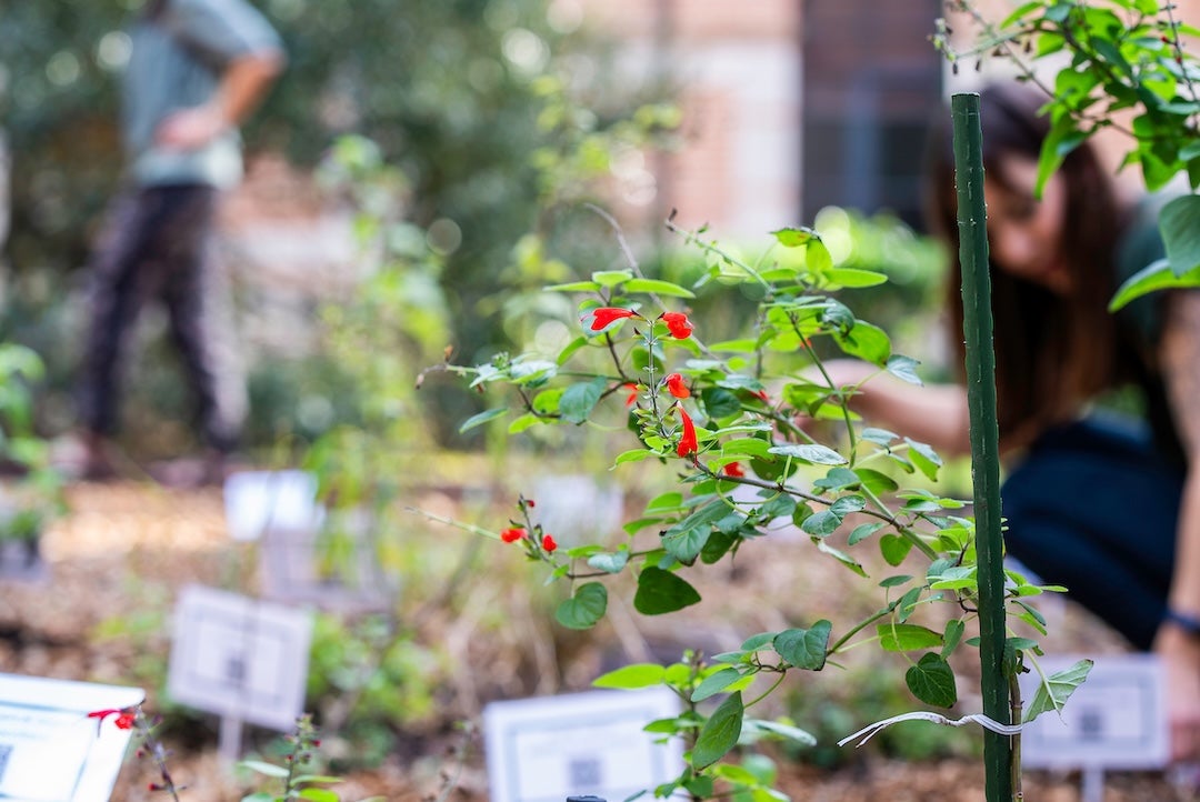 Rain Garden 2024