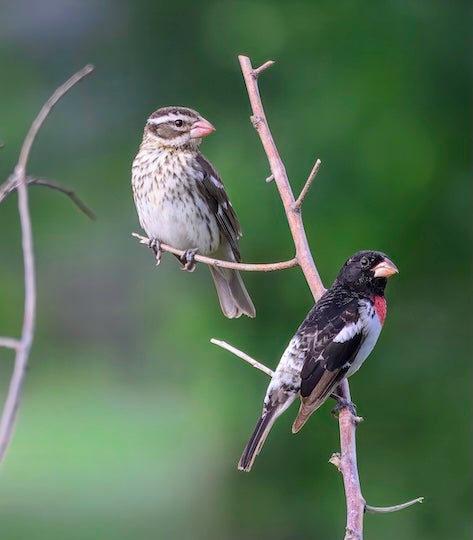 two birds sit next to each other on a branch.