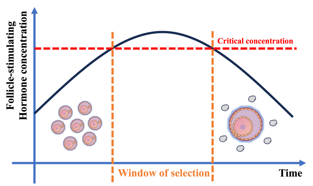 A graph of FSH levels shows them increasing, peaking, and decreasing as described in text.