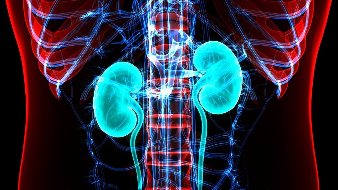 stock illustration of kidney