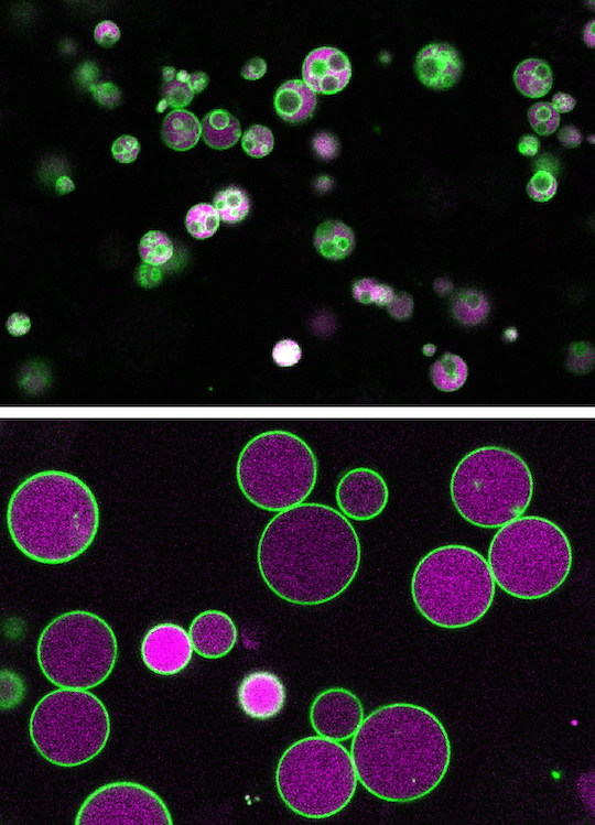microscope images, with one showing pink cells with green circles inside. The other shows pink cells with no green circles.