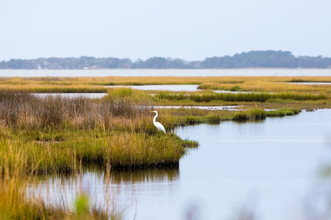 Stock photo of coastal wetlands. 
