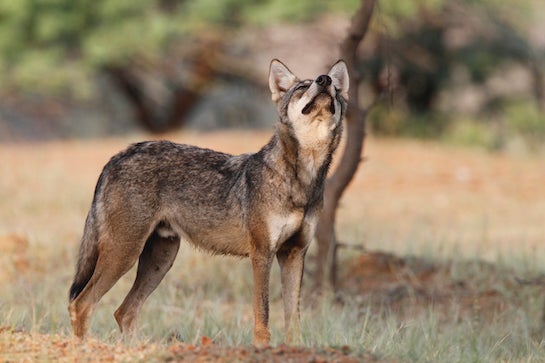 A rangy brown wolf stands in a grasslands, head pointed to the sky.