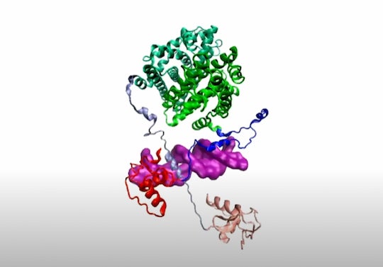estrogen receptor protein and DNA fragment