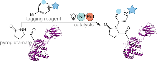 A graphic showing the chemical reaction described in caption and text
