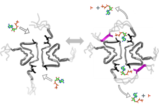 Pernilla Wittung Stafshede. Photo by Johan Wingborg