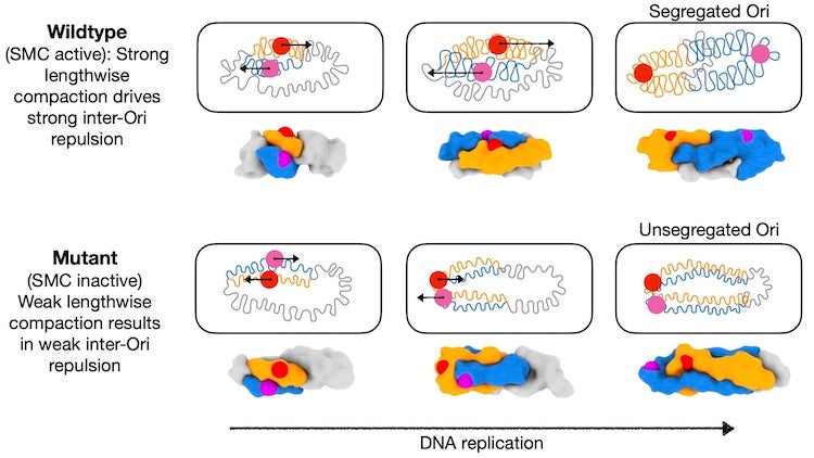 A graphic showing separation of DNA with and with functioning SMC. See text for details. 