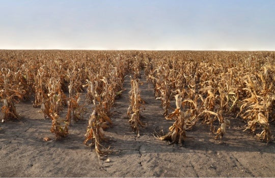 stock image of crops in a drought.