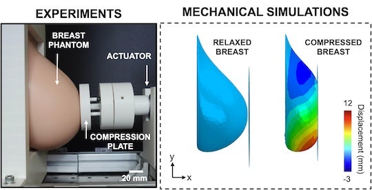 Image of breast deformation mechanics through experiments (credit: Victoria Manjarrez Rivera) and an image of mechanical simulations (credit: Lily Lee).