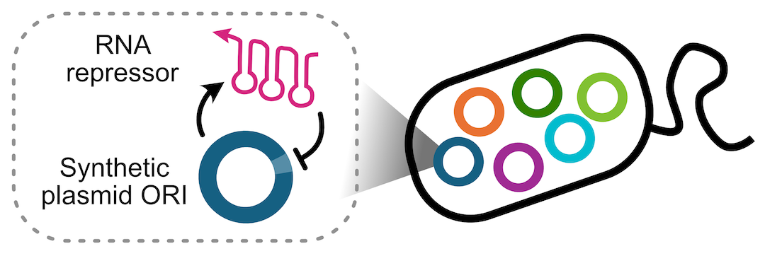 a diagram showing the control of the origin of replication. see text and caption for details.