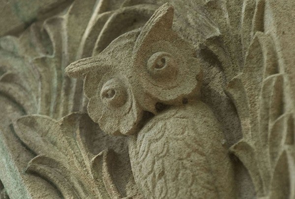 Owls