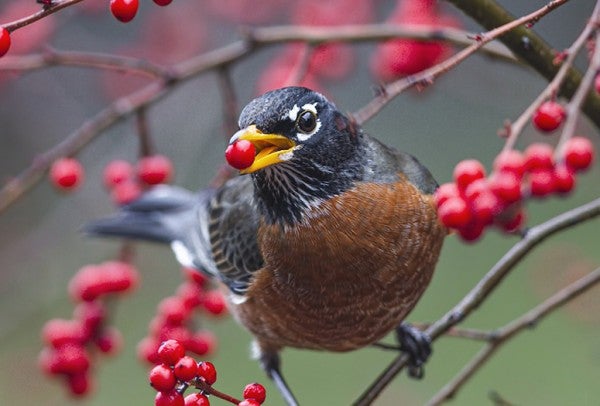 American robin eating a winterberry