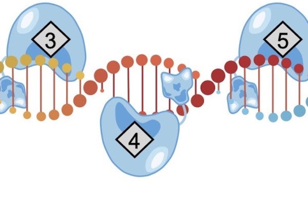 Rice University engineers introduce DAP, a streamlined CRISPR-based technology that can perform many genome edits at once to address polygenic diseases. In experiments, DAP, for “drive-and-process,” enabled up to 31 edits with the base editor and three edits with the prime editor. (Credit: Qichen Yuan/Rice University)