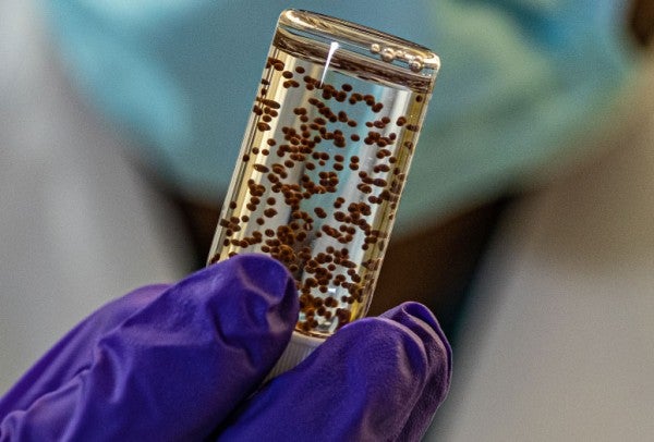 Tiny "drug-factory" implants from the lab of Rice University bioengineer Omid Veiseh