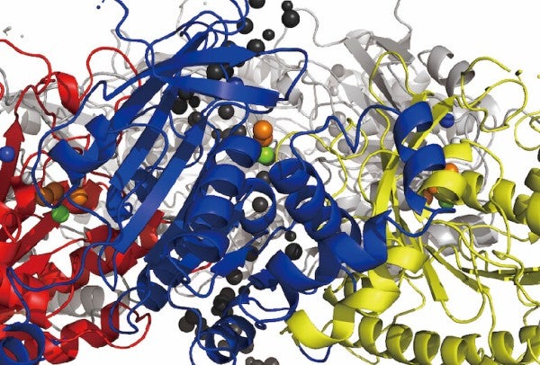 Rice University researchers have modelled a key mechanism by which DNA replicates. The study could help identify new targets to treat disease.