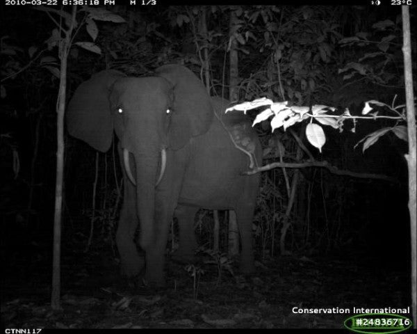 Elephant