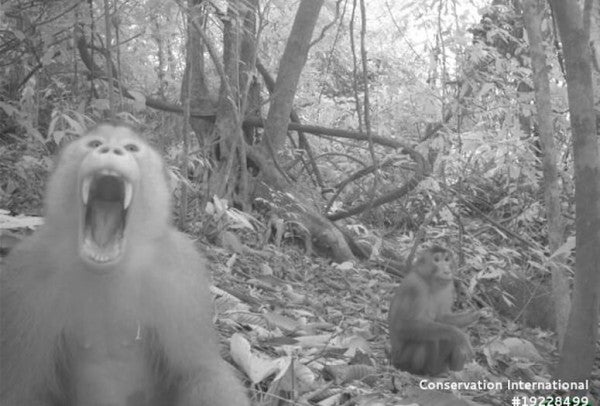 A massive study of rainforest species across three regions of the world finds striking similarities in how animals spend their days.