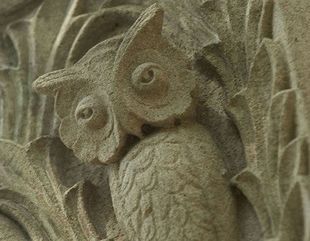 Owls