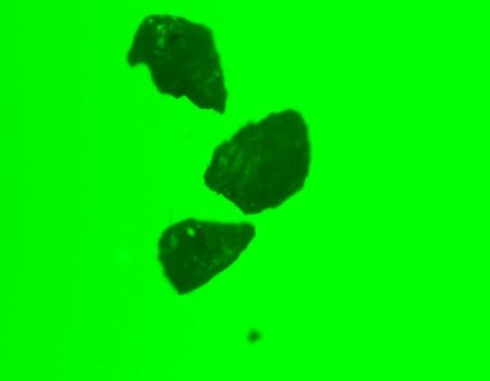 Microplastics adsorbing phages
