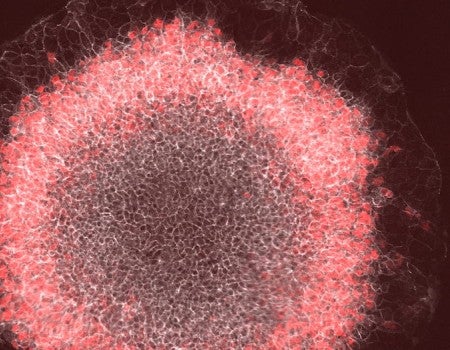 A ring of red cells representing the mesoderm germ layer appear in a stem-cell gastrulation model developed by the Rice University lab of bioscientist Aryeh Warmflash. The lab has received National Science Foundation backing to model how individual embryonic cells process the signals that prompt them to differentiate.