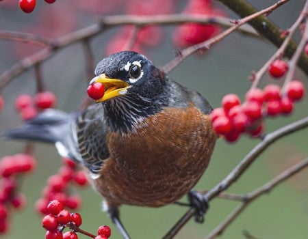 American robin eating a winterberry