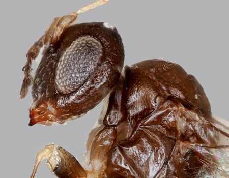 The gall wasp Neuroterus valhalla was discovered at Rice University
