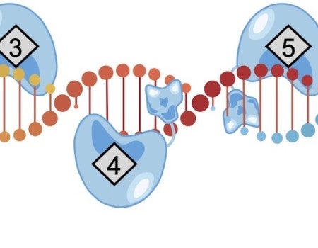 Rice University engineers introduce DAP, a streamlined CRISPR-based technology that can perform many genome edits at once to address polygenic diseases. In experiments, DAP, for “drive-and-process,” enabled up to 31 edits with the base editor and three edits with the prime editor. (Credit: Qichen Yuan/Rice University)