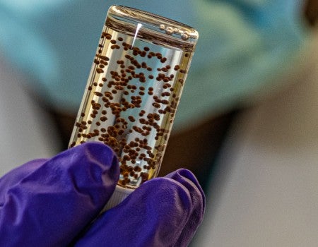 Tiny "drug-factory" implants from the lab of Rice University bioengineer Omid Veiseh