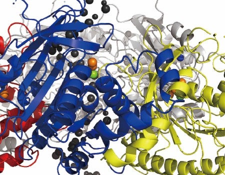 Rice University researchers have modelled a key mechanism by which DNA replicates. The study could help identify new targets to treat disease.