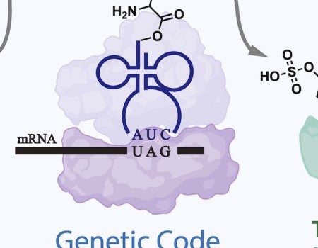 Rice University chemists find a rare genetic pathway that helps mammalian cells become drug factories or sensors by synthesizing noncanonical amino acids. The clues came from an uncommon bird.