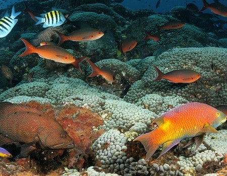 coral reefs at Flower Garden Banks National Marine Sanctuary