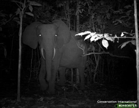 Elephant