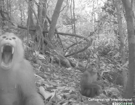 A massive study of rainforest species across three regions of the world finds striking similarities in how animals spend their days.