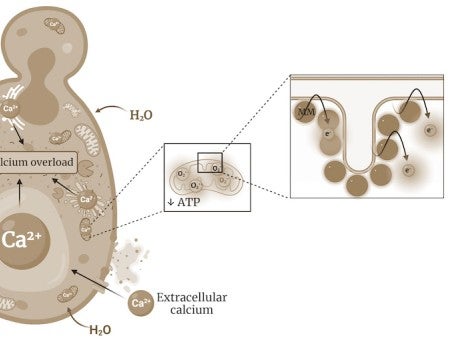 research illustration