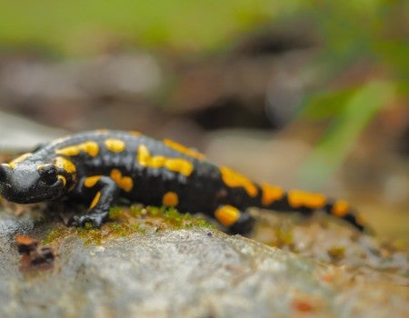 stock photo of salamander