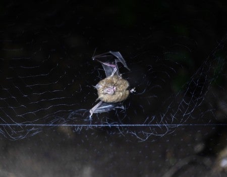 Photo of bat in a mist net