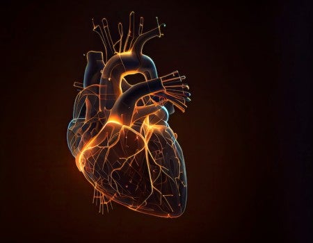 stock photo of heart