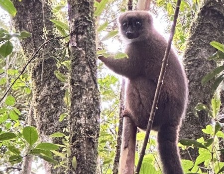 A lemur is standing in a tree in the Madagascar rainforest, staring directly at the camera.